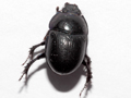 Anoplotrupes stercorosus